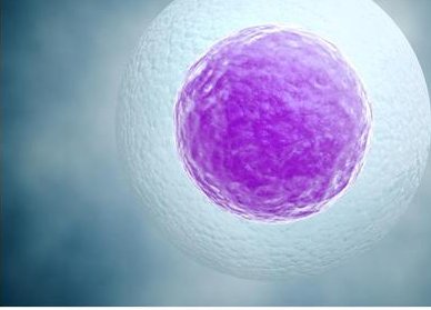 11和22号染色体平衡易位易流产？试管技术来帮你解决难题