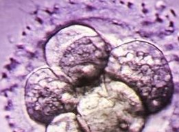 2026北京十佳助孕公司名单，分享最新的北京市助孕机构数据